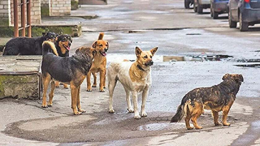 Sokak köpekleri